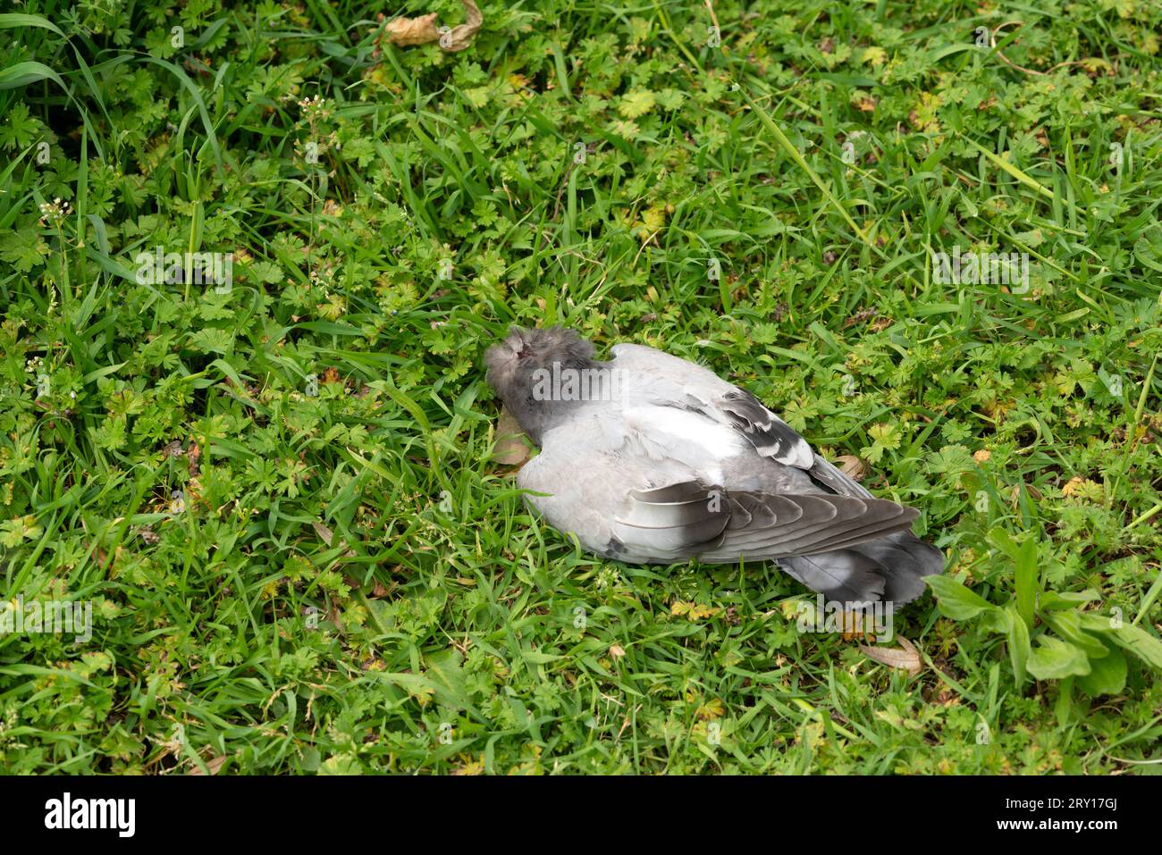 Dead Pigeon che giace su Grass Foto Stock