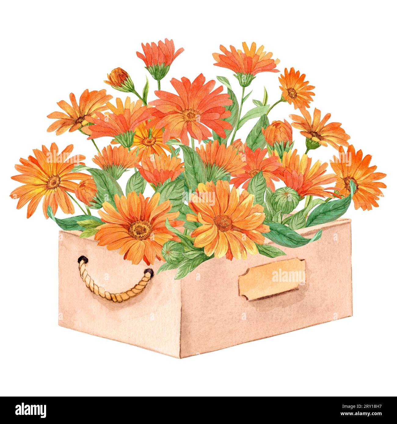 Calendula dipinta a mano con acquerelli in una scatola di legno. Composizione decorativa in stile provenzale. Scatola di fiori per inviti e biglietti di nozze, herba Foto Stock