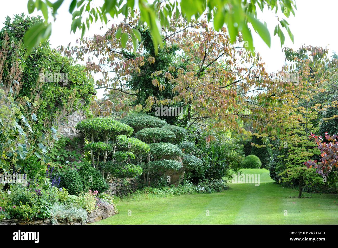 Giardino con topiario di potatura a nuvola di Privet giapponese. Foto Stock
