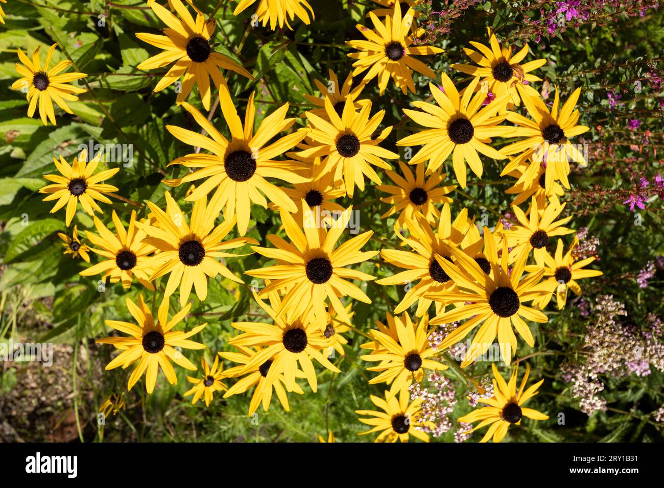 Piante di Rudbeckia, fiori gialli e marroni delle Asteracee, nomi comuni di coneflowers e susans dagli occhi neri. Sensazione positiva e felice in primavera Foto Stock