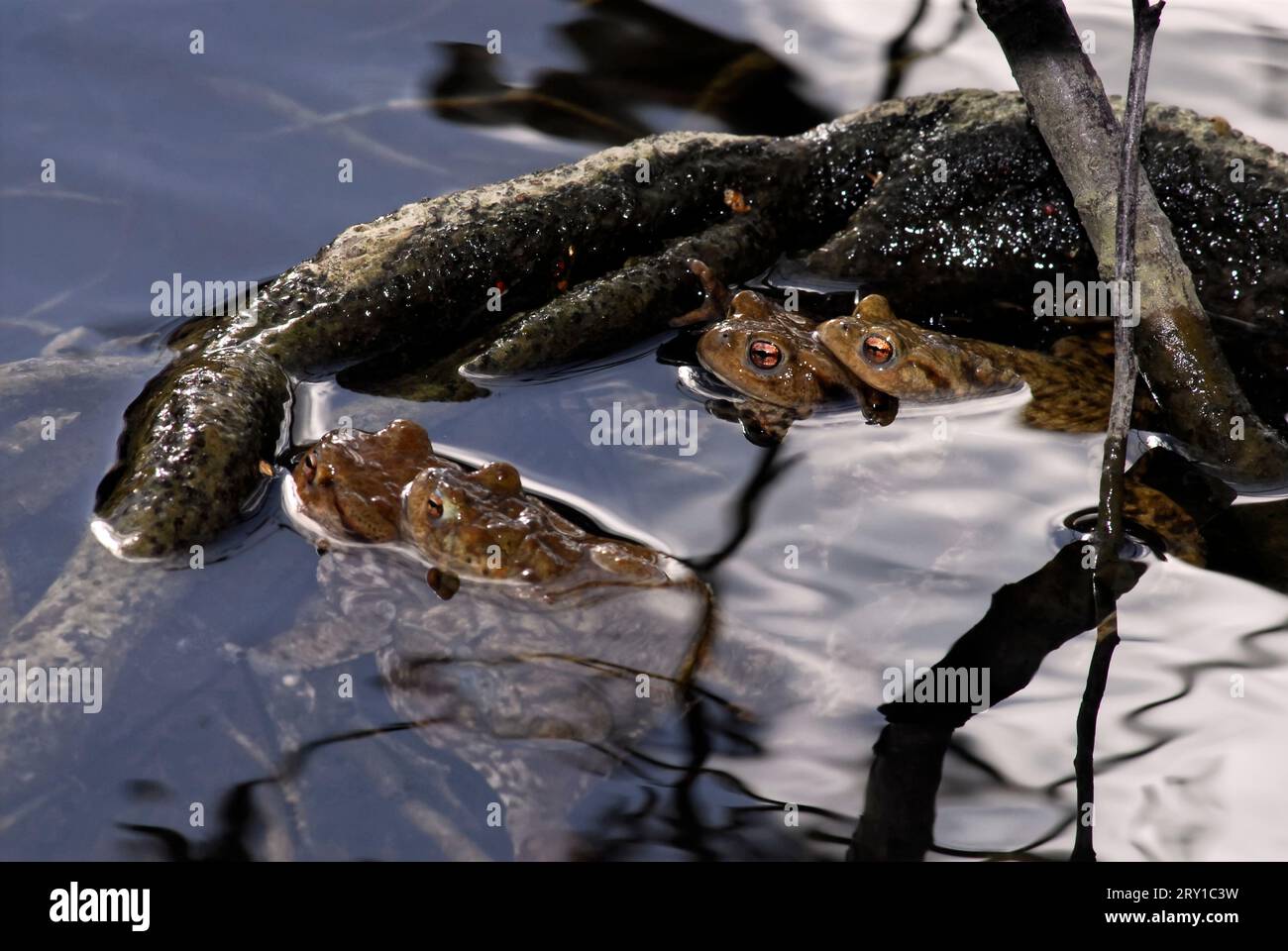 Due paia di rospi europei (Bufo bufo) in acqua di stagno Foto Stock