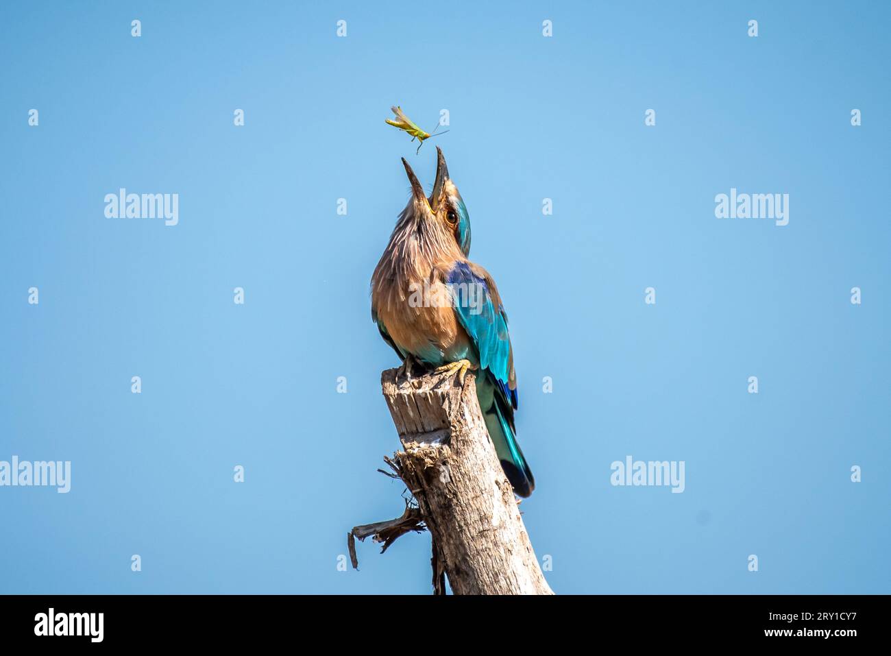 L'Indian Roller gira il suo spuntino di insetti THAPLI, LE SPLENDIDE IMMAGINI DELL'INDIA mostrano il momento in cui un Indian Roller cattura perfettamente la sua cena. Le immagini mostrano il Foto Stock