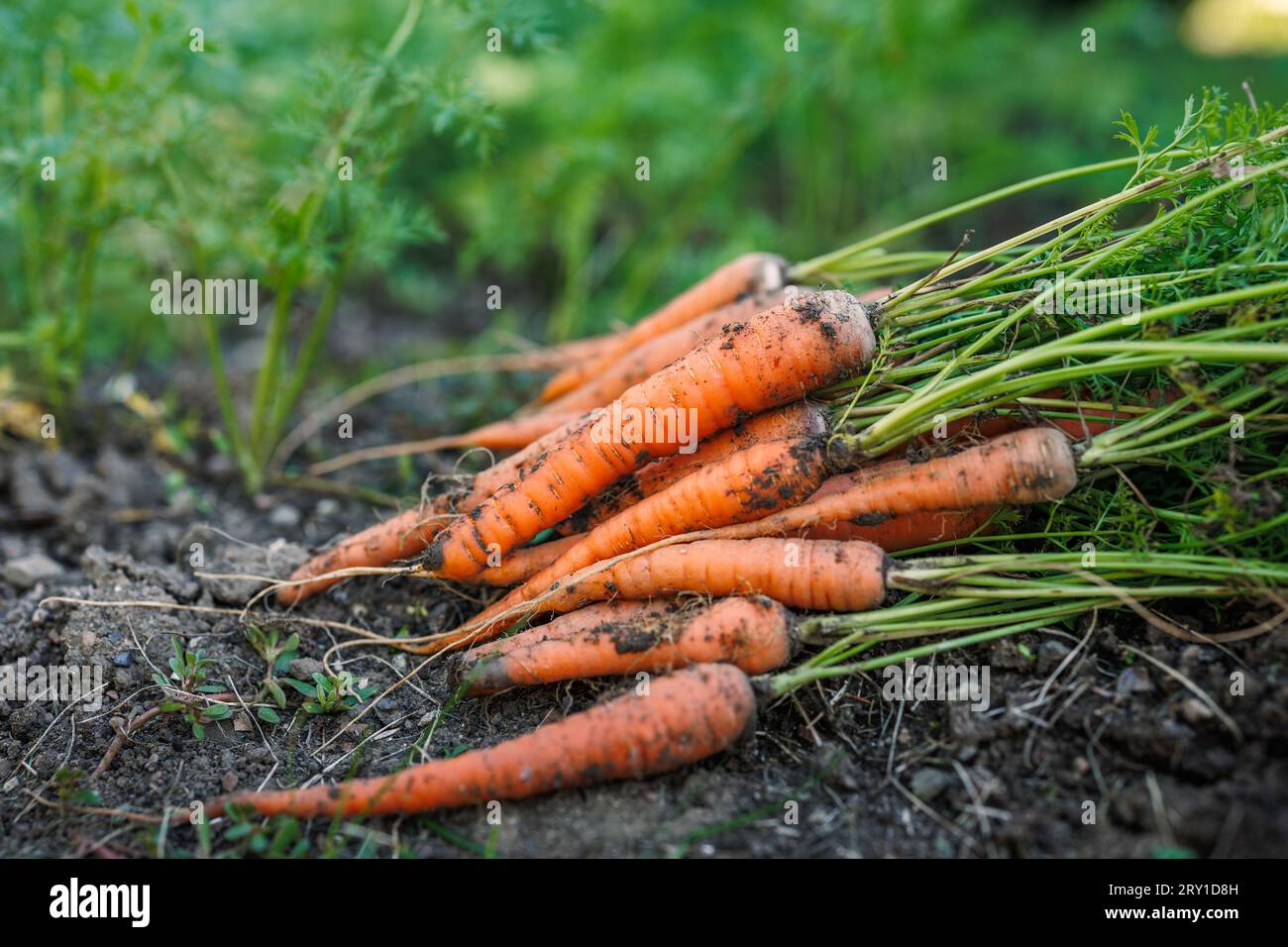 Carote appena raccolte dall'orto biologico Foto Stock
