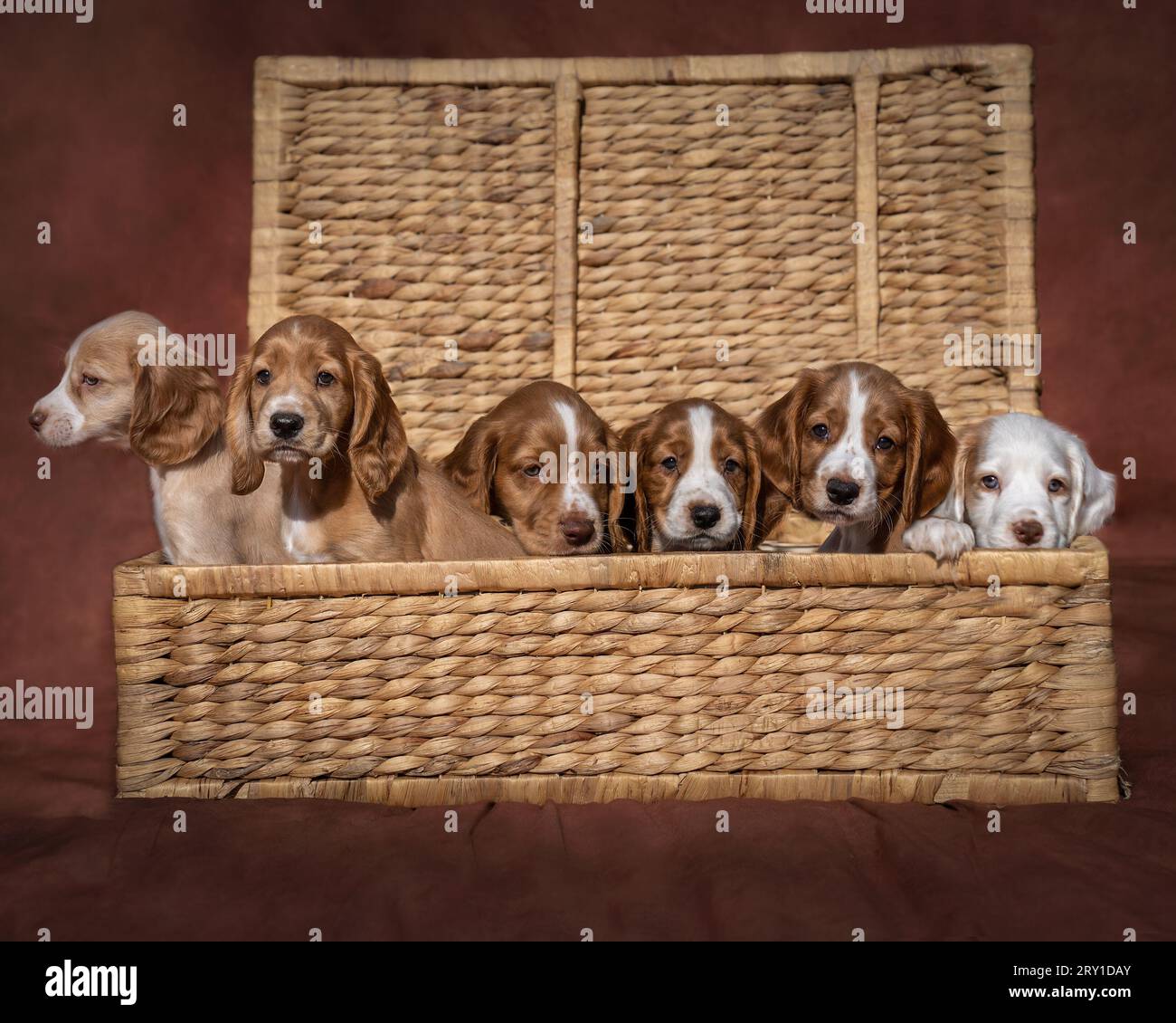 Cuteness cucciolo Foto Stock