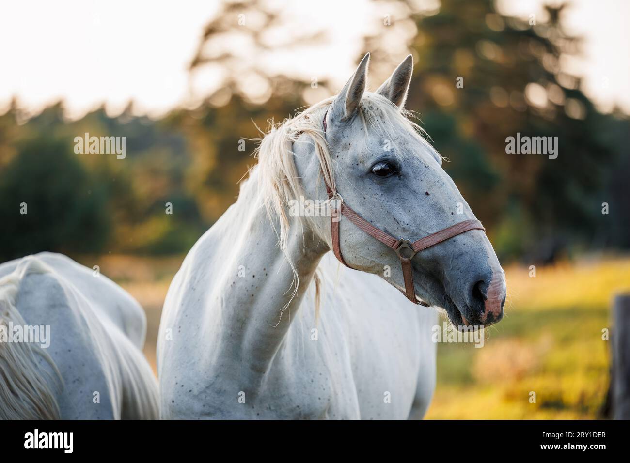 Ritratto di cavallo bianco su pascolo nella foresta. Razza equina ceca Kladruber Foto Stock