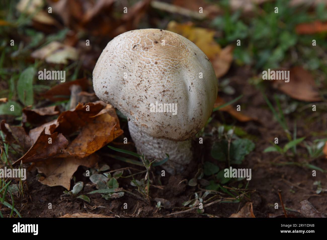 Un fungo selvatico bianco tra il pavimento della foresta. Foto Stock