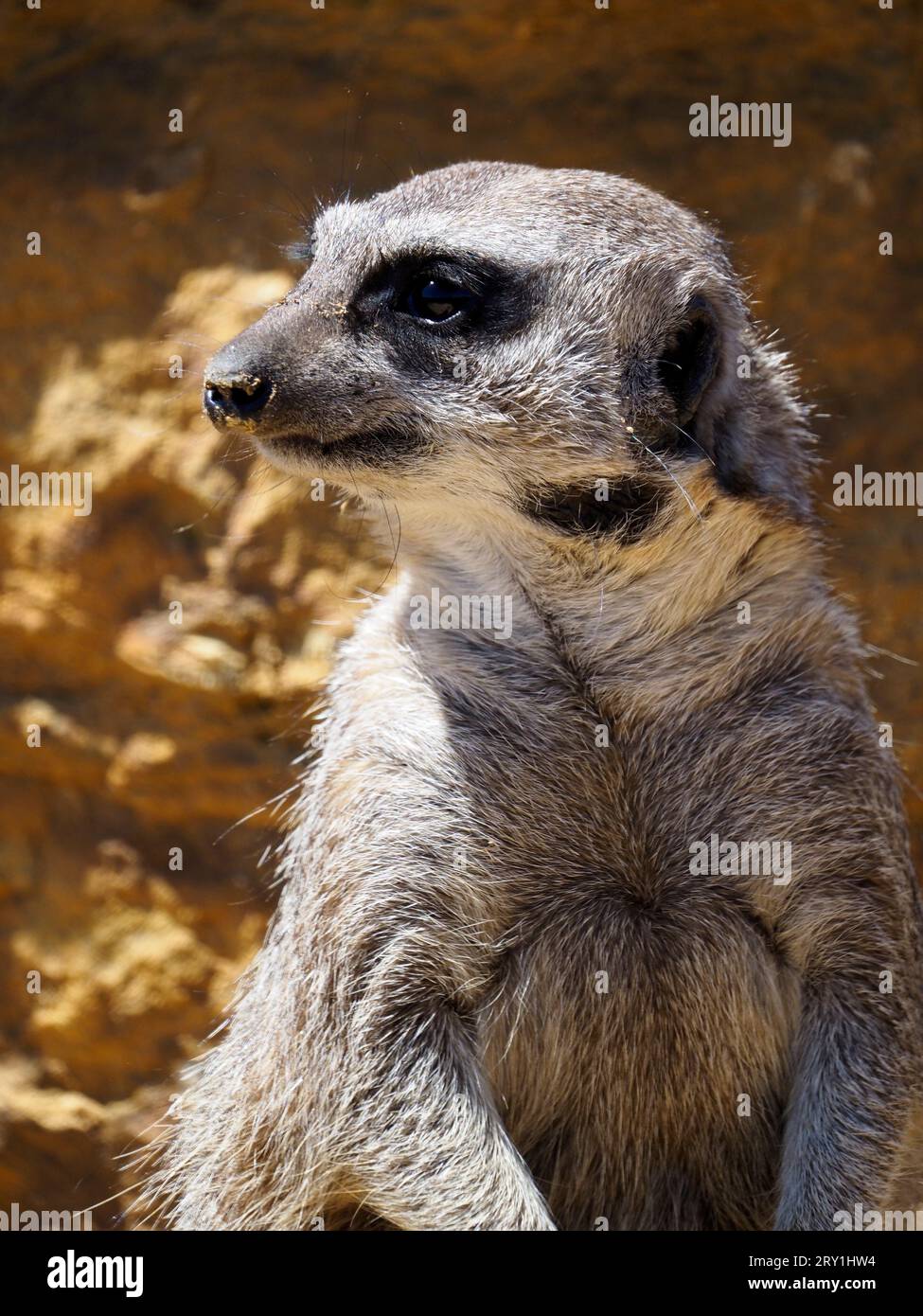 Ritratto di meerkat o suricate (Suricata), è un genere di mangusta endemico dell'Africa Foto Stock