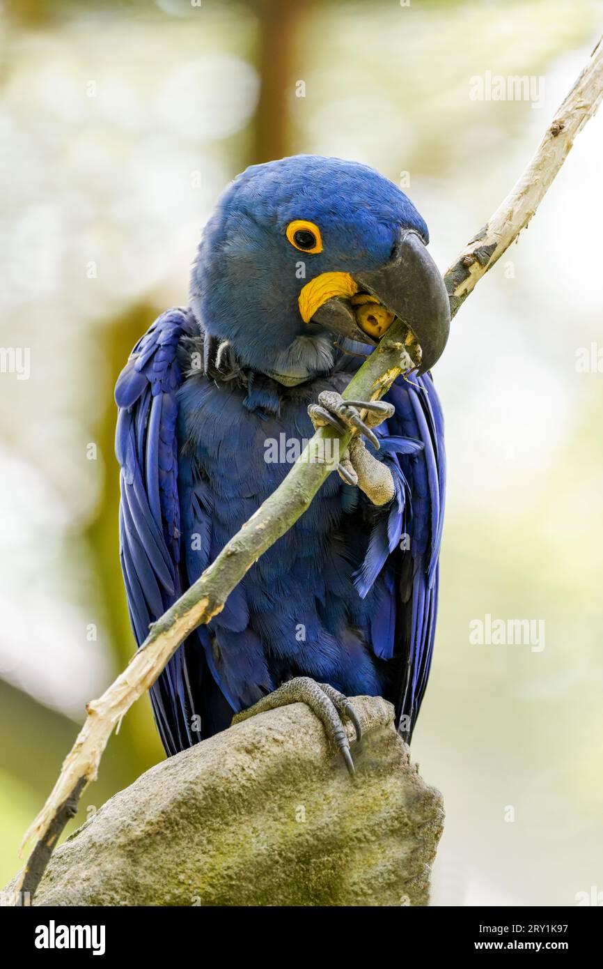 Ritratto di un Blue Macaw. Primo piano dell'uccello. Pappagallo con piumaggio blu brillante. Foto Stock