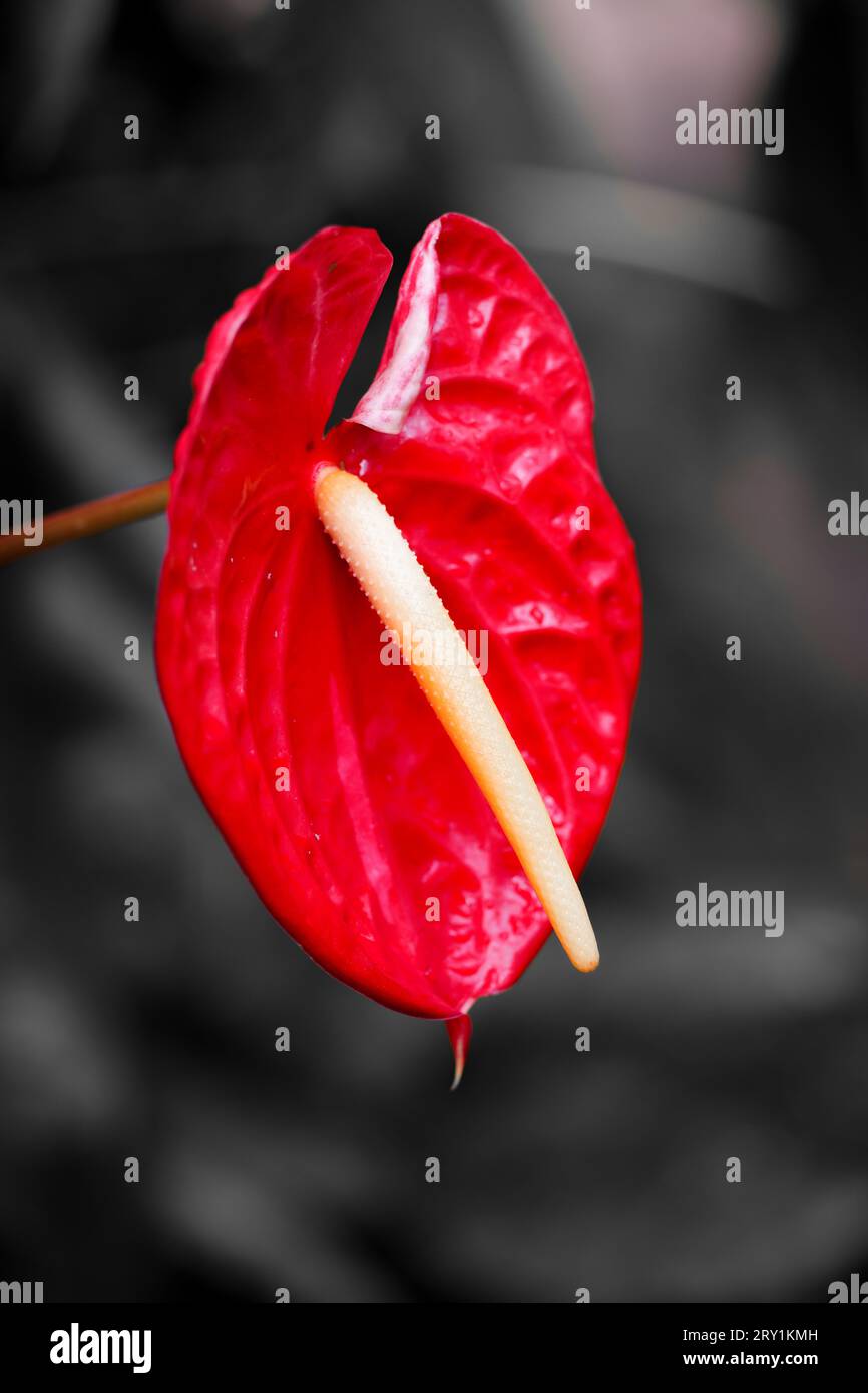 Primo piano del fiore Blossom of flamingo. Pianta fiorita con fiori esotici su sfondo grigio scuro. Anthurium. Foto Stock