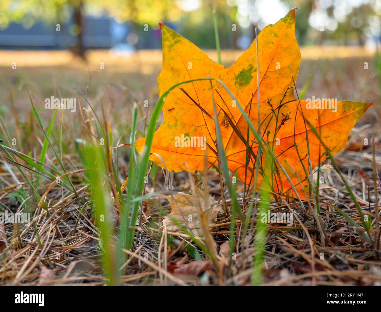 La bella foglia d'acero autunnale arancione e verde cadde dall'albero e si incastrò sulla costola nell'erba secca, Foto Stock