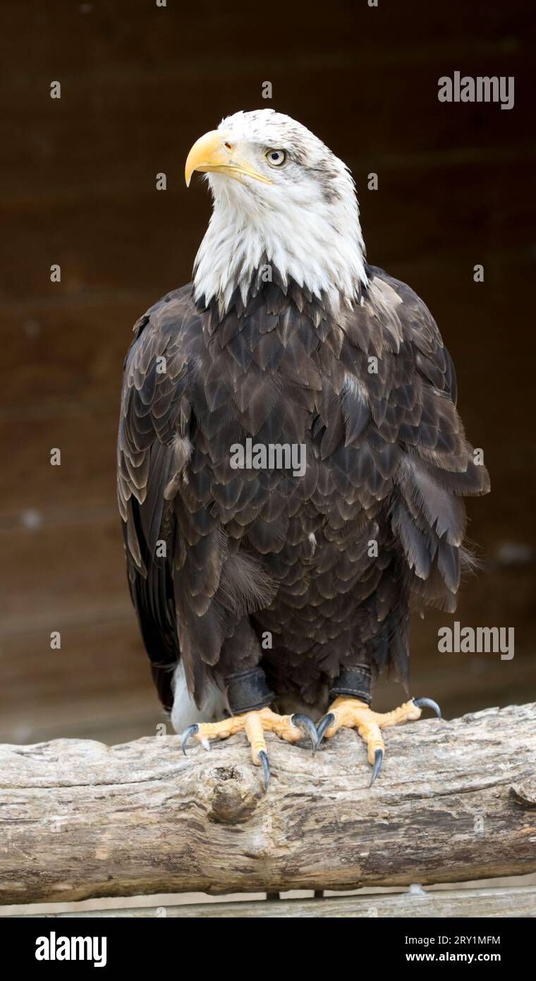 Primo piano dell'aquila calva Haliaeetus leucocephalus al Cotswold Falconry Centre UK Foto Stock