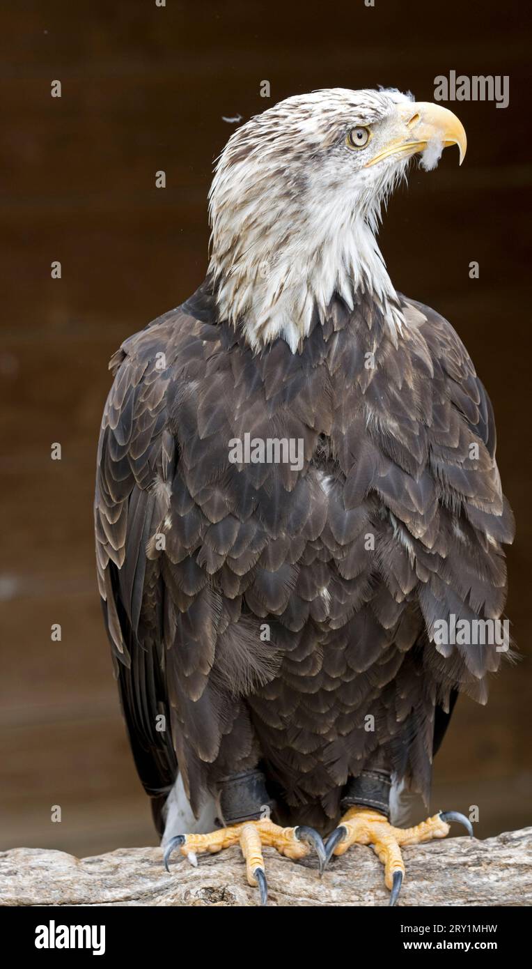 Primo piano dell'aquila calva Haliaeetus leucocephalus al Cotswold Falconry Centre UK Foto Stock