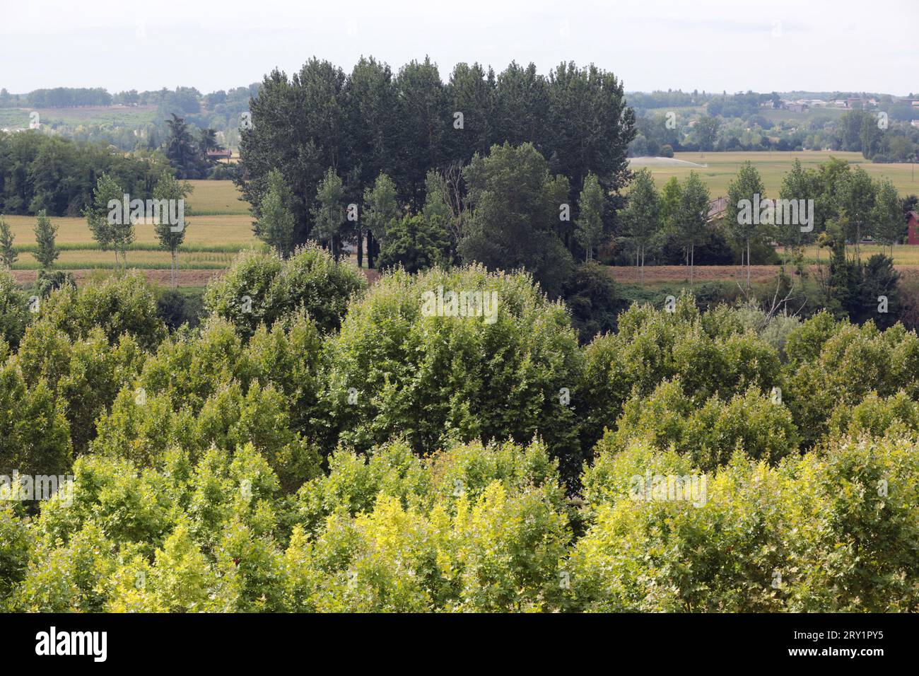 Francia, la Reole, 33, Garonne Valley, estate 2020. Foto Stock