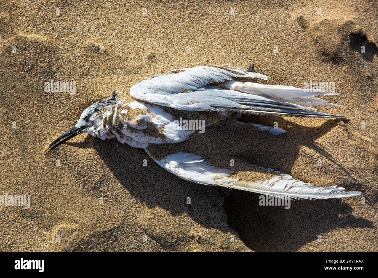 Cadavere di gabbiano sulla sabbia Foto Stock