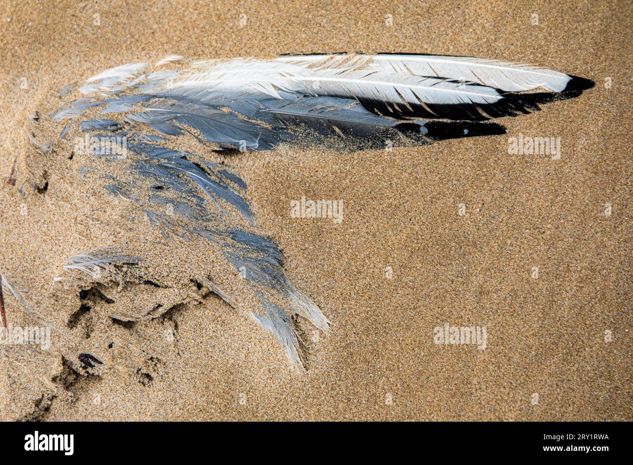 Francia, Manche, Cotentin Foto Stock