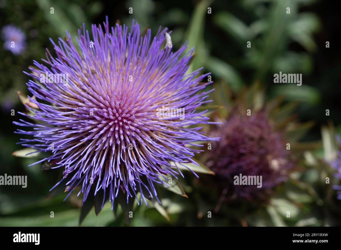 Bella testa di carciofo con fiore viola in fiore. Cynara cardunculus Foto Stock