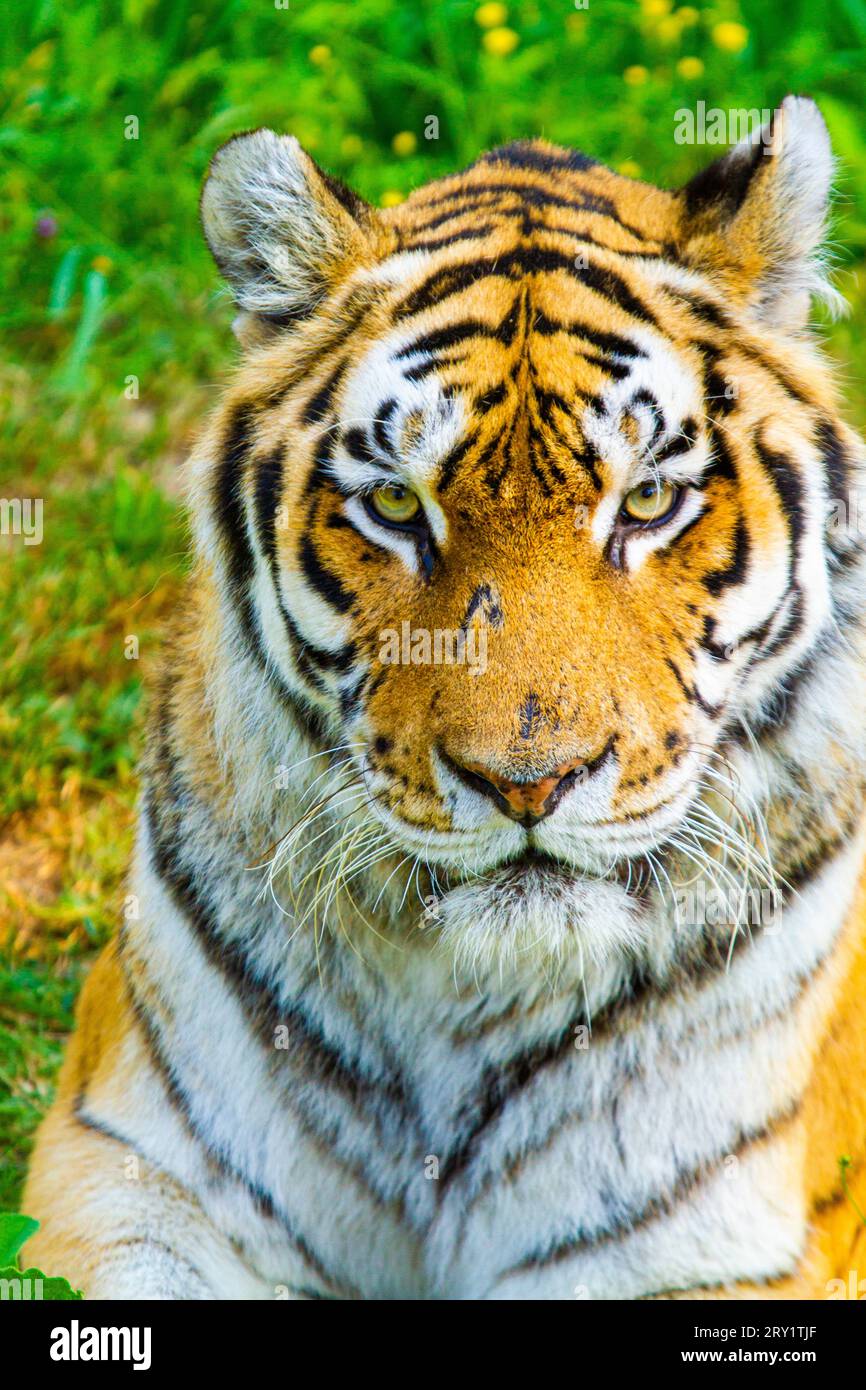 Tigre con una cicatrice in faccia Foto Stock