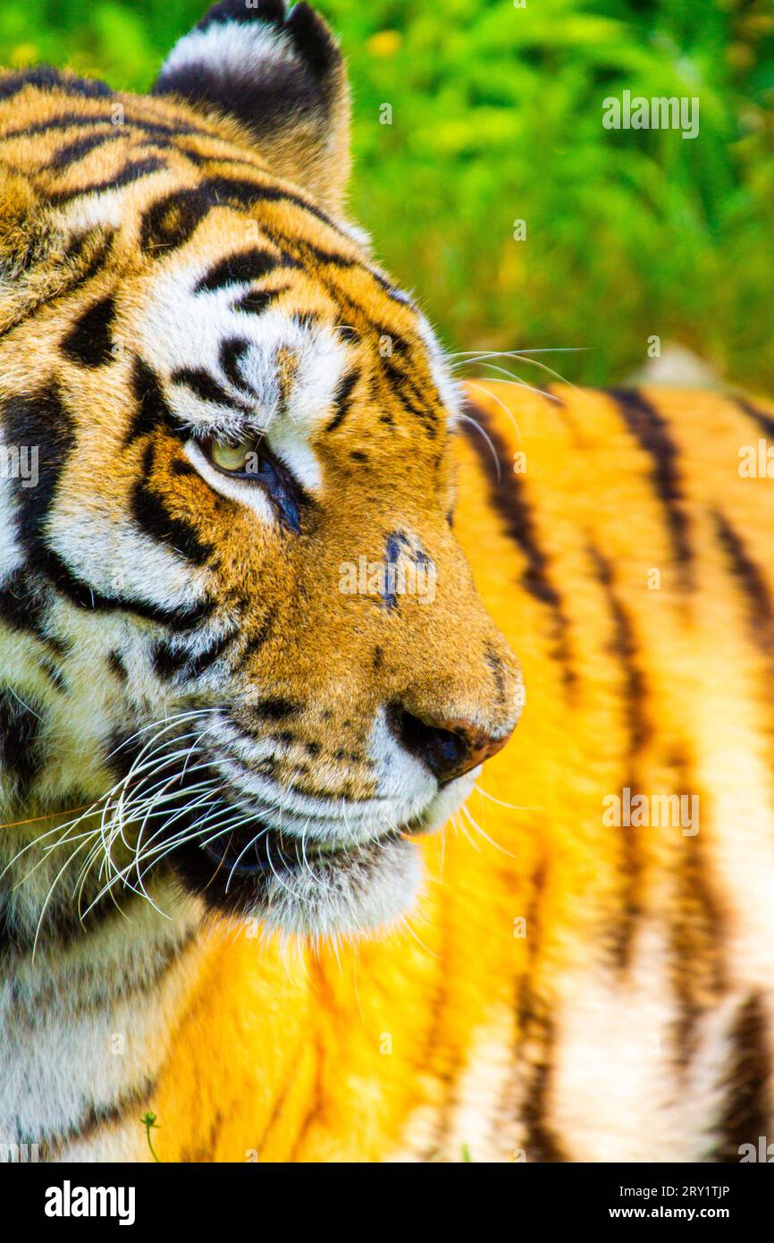 Tigre con una cicatrice in faccia Foto Stock