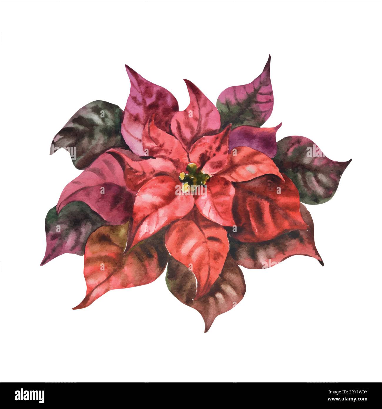 Acquerello poinsettia. Illustrazione floreale di natale dipinta a mano, vettoriale, per disegno, stampa o sfondo Illustrazione Vettoriale