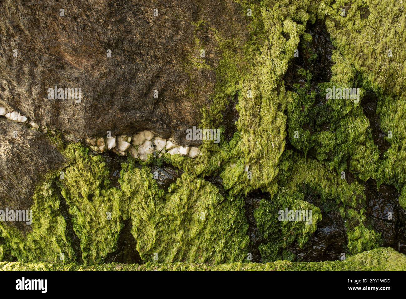 Francia, la Bernerie-en-Retz, 44, alghe verdi ai piedi di una scogliera, 03/2022. Foto Stock