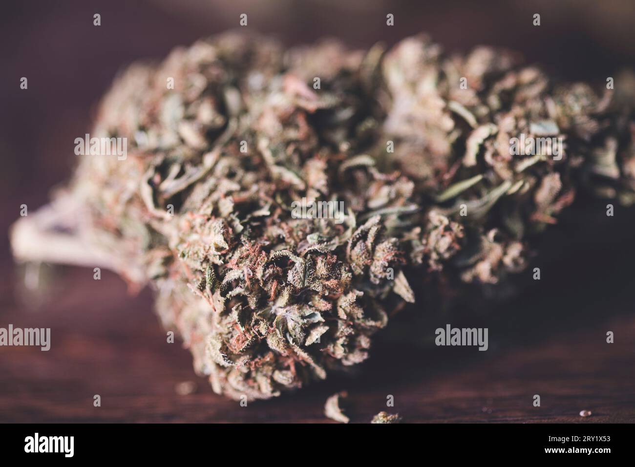Primo piano del fiore di canapa. CBD Foto Stock