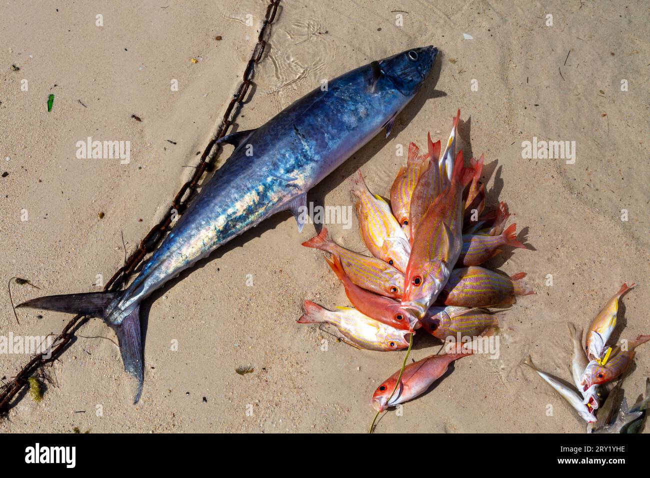 Repubblica Dominicana, Provincia di Santo Domingo, Boca Chica Foto Stock
