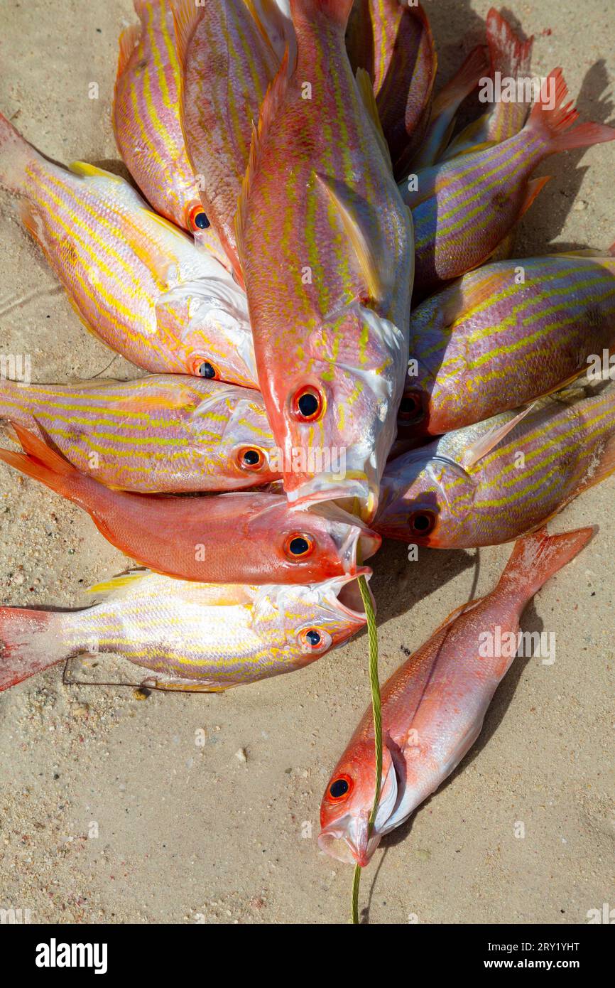 Repubblica Dominicana, Provincia di Santo Domingo, Boca Chica Foto Stock