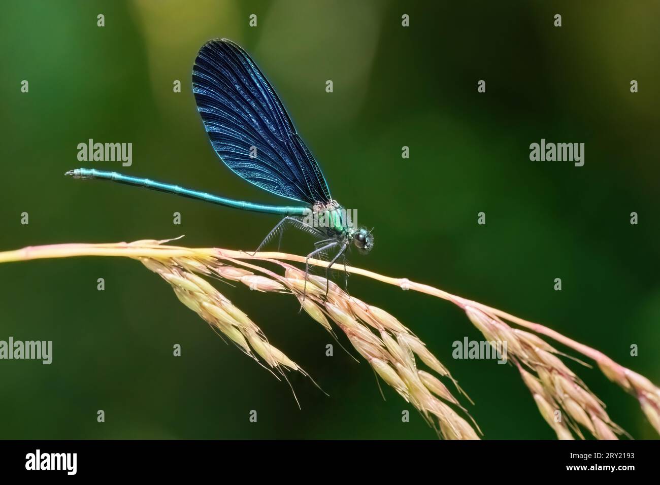 Falsa erba d'avena (Arrhenatherum elatius) con libellula bella Demoiselle (Calopteryx virus) Foto Stock