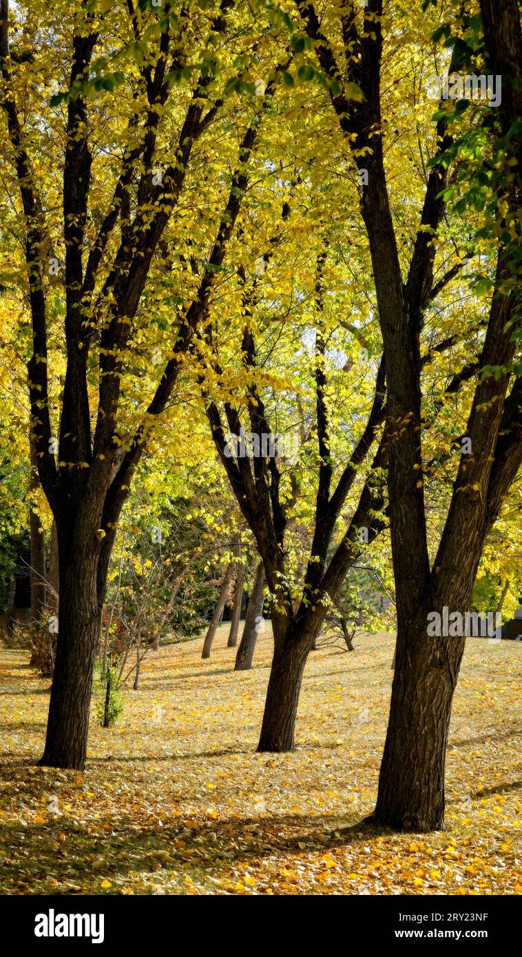 Autunno alberi Bowmont Park Calgary Alberta Foto Stock