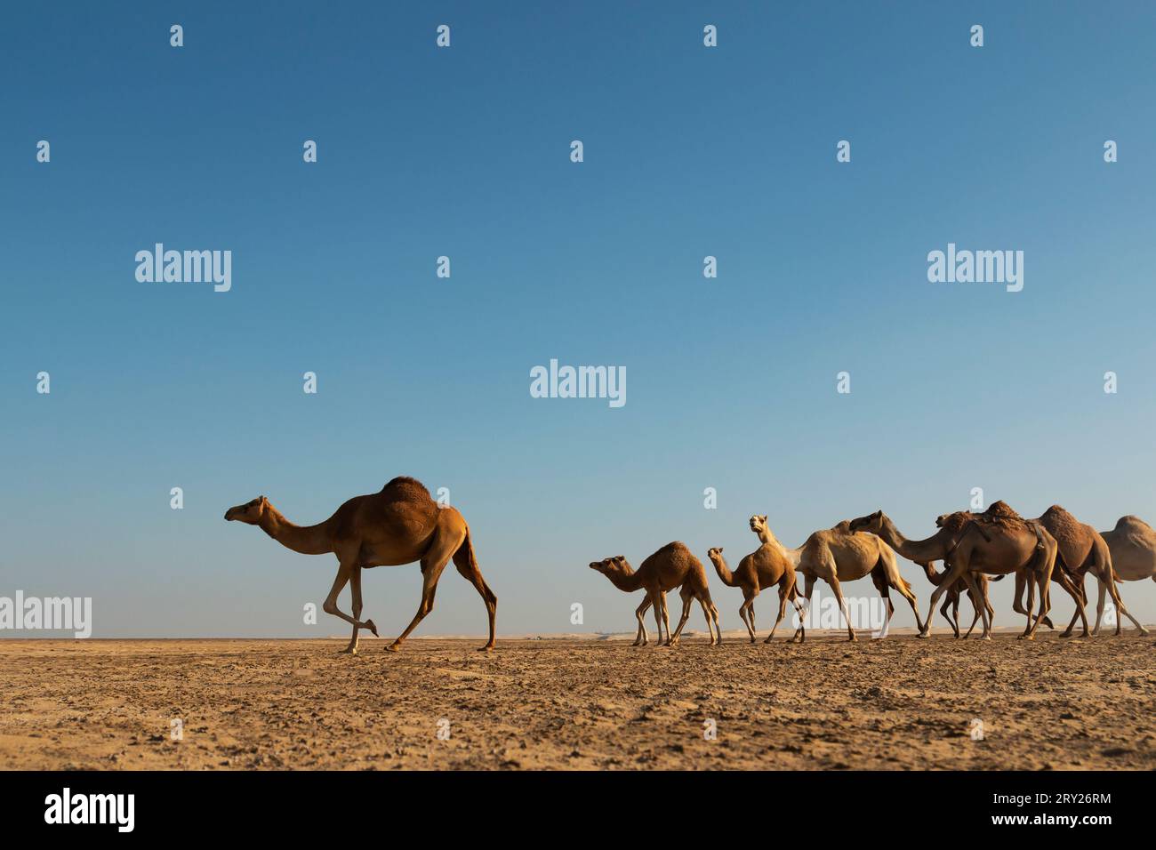 Cammelli che camminano al mattino nel deserto con un maestro Foto Stock