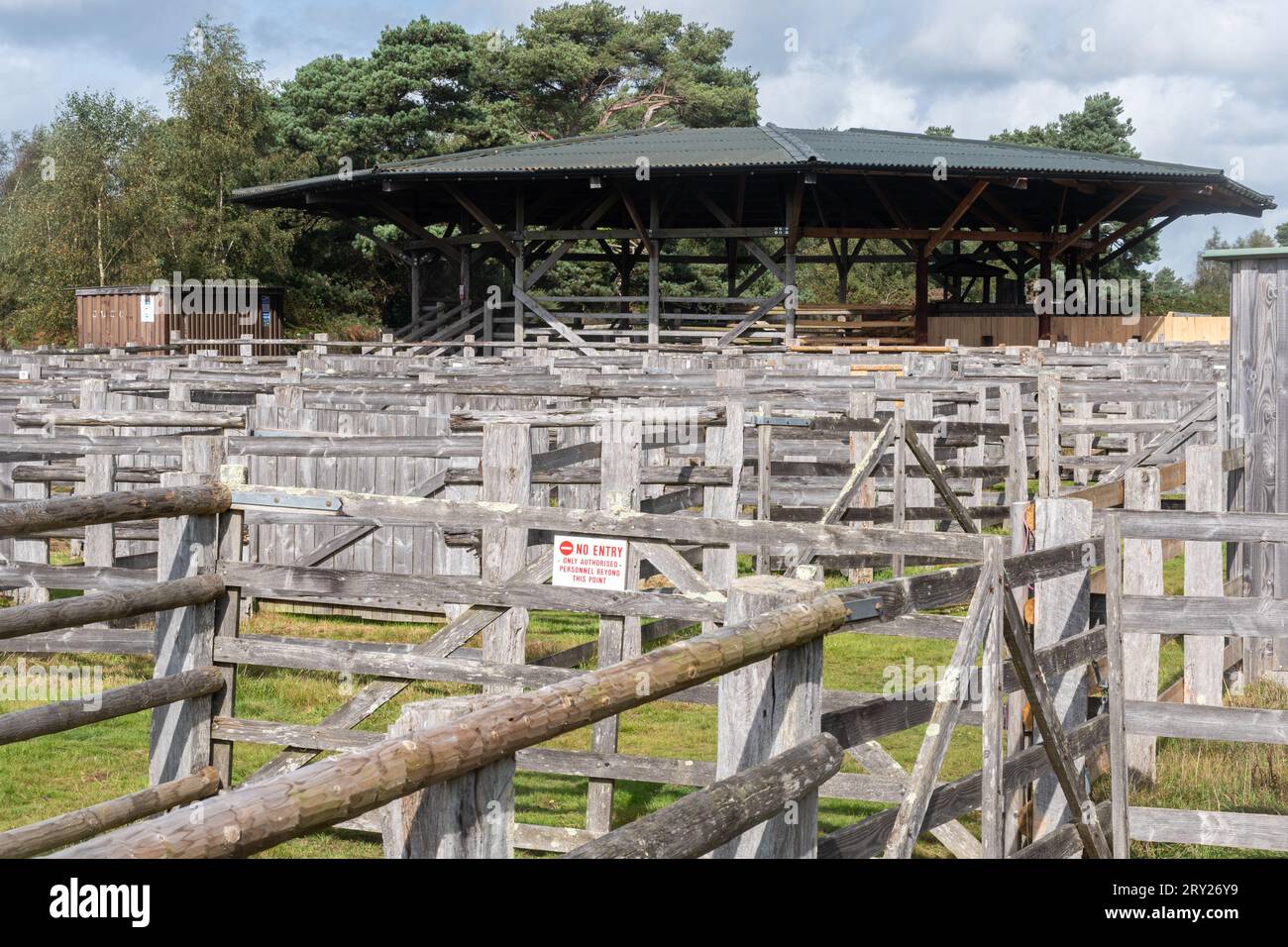 Beaulieu Road pony sale yard, utilizzato dai cittadini del New Forest National Park per vendere pony all'asta, Hampshire, Inghilterra, Regno Unito Foto Stock
