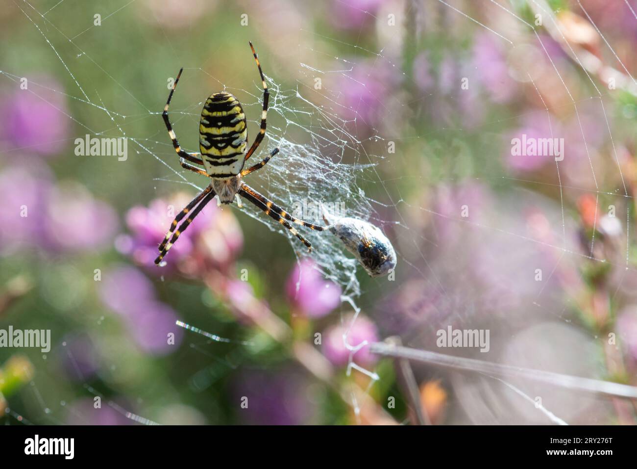 Ragno WASP (Argiope bruennichi), una specie di ragni a ragnatela con strisce nere, gialle e bianche, Surrey, Inghilterra, Regno Unito Foto Stock