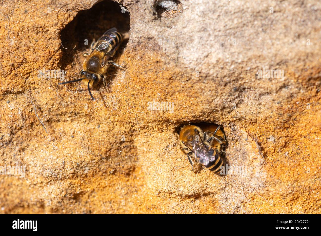 Colonia di api edera (Colletes hederae) in riva sabbiosa sulla brughiera nel Surrey, Inghilterra, Regno Unito, api edera intorno al buco del nido Foto Stock