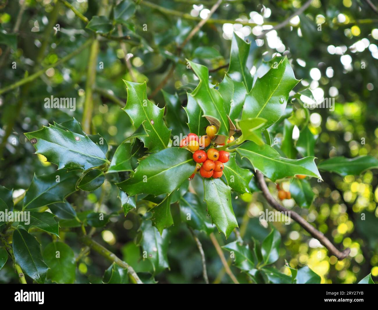 Ilex aquifolium (holly) che cresce all'aperto in una brughiera di campagna britannica in autunno con bacche gialle e arancio mature e foglie lucenti e appuntite Foto Stock