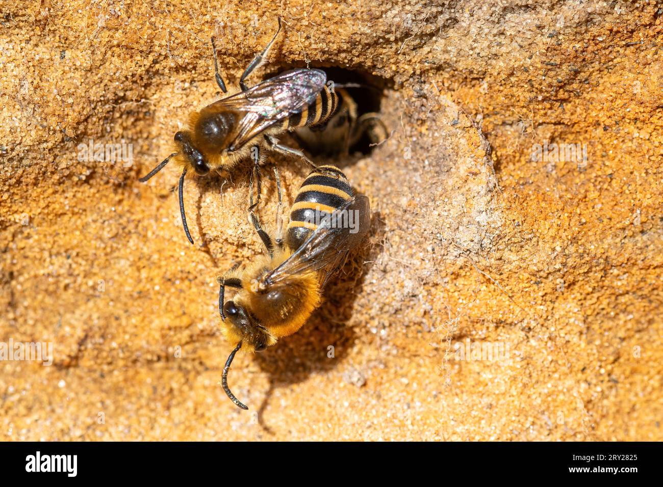 Colonia di api edera (Colletes hederae) in riva sabbiosa sulla brughiera nel Surrey, Inghilterra, Regno Unito, api edera intorno al buco del nido Foto Stock
