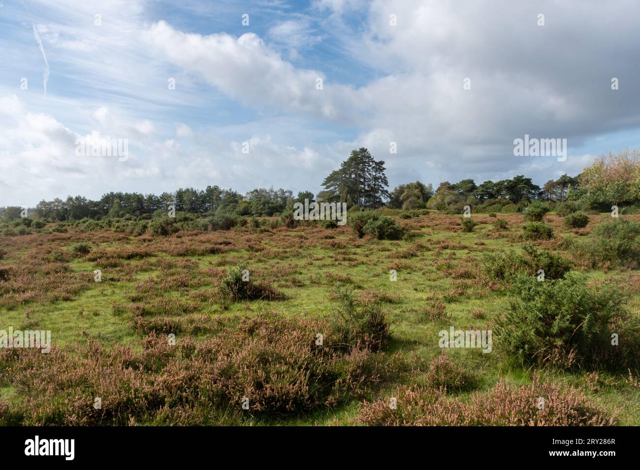 Vista della campagna sulla brughiera aperta nel New Forest National Park vicino a Beaulieu, Hampshire, Inghilterra, Regno Unito, a settembre Foto Stock