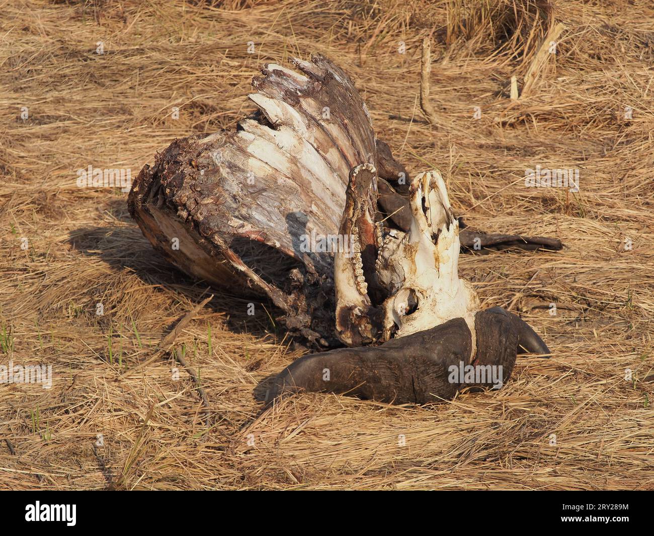 Le uccisioni dei leoni lasciano carcasse in tutta la savana che sono inizialmente difese, fino a quando non vengono lasciate agli scavengers per ripulire. Foto Stock
