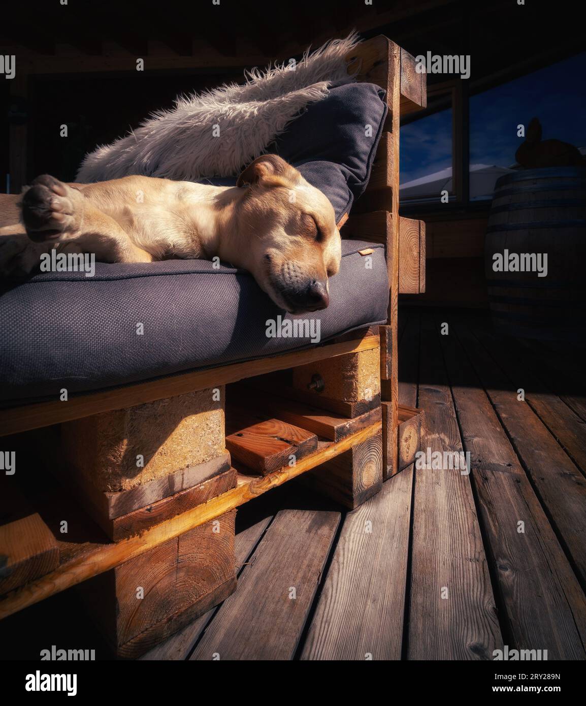 1x1 foto di un cane che dorme su un divano Foto Stock