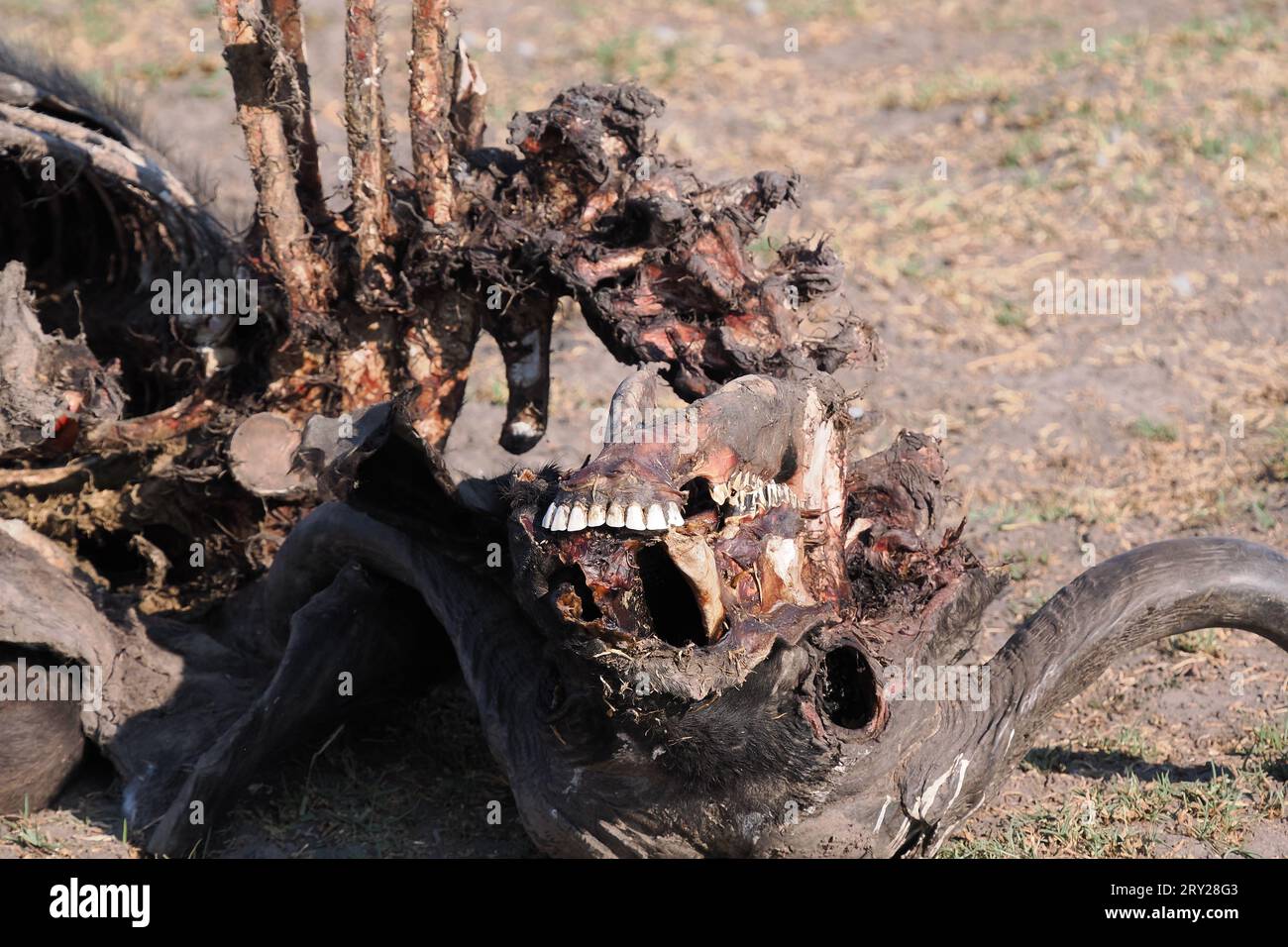 Le uccisioni dei leoni lasciano carcasse in tutta la savana che sono inizialmente difese, fino a quando non vengono lasciate agli scavengers per ripulire. Foto Stock