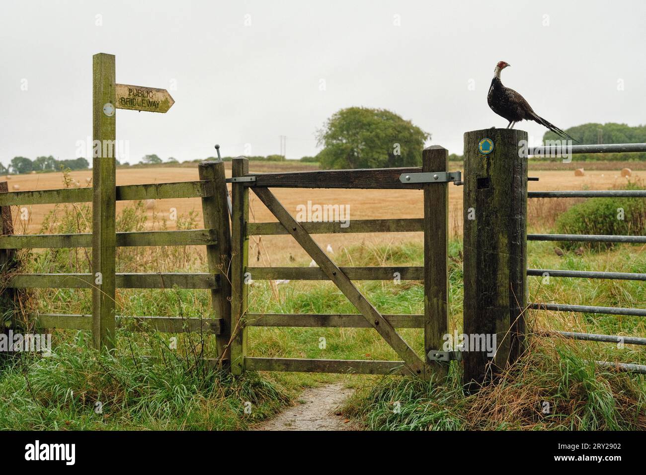 Wolds Way Marker indica Un fagiano Foto Stock