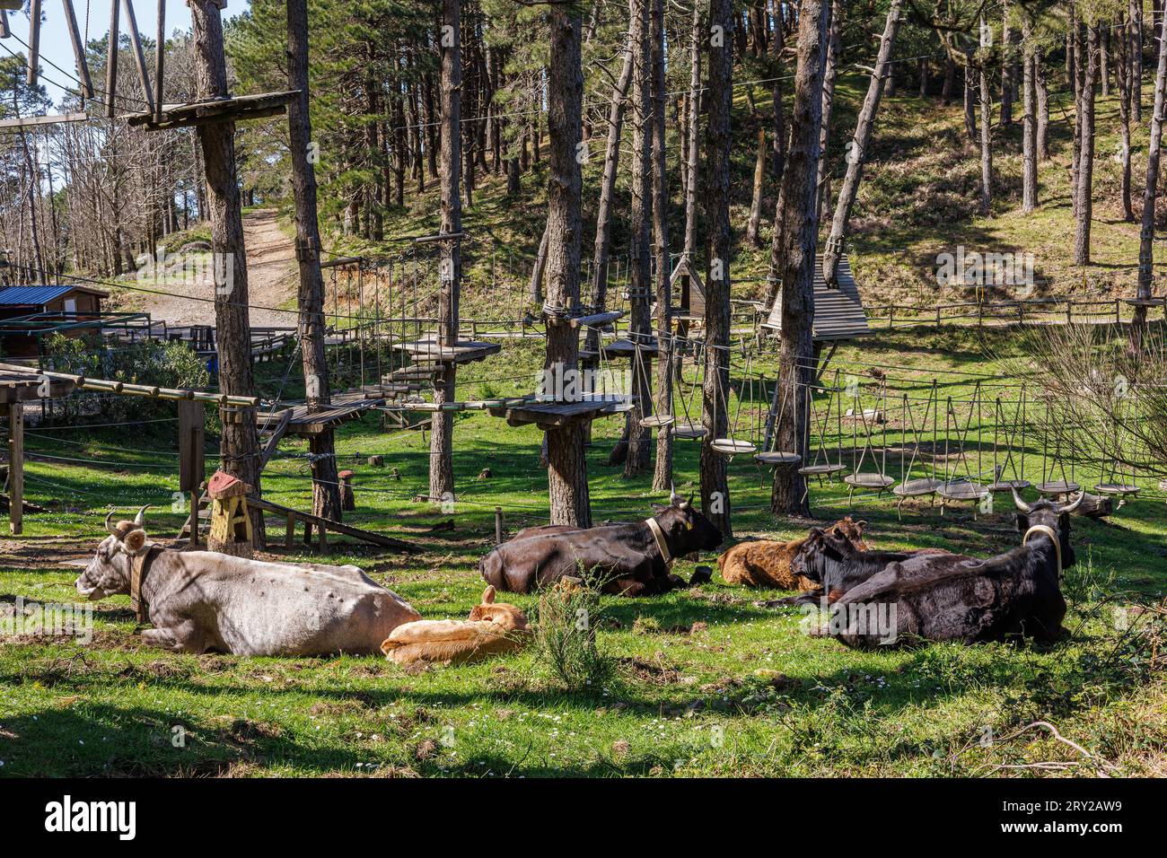 Mucche riposate in un parco giochi tra le montagne sopra Messina, sull'isola di Sicilia, Italia Foto Stock