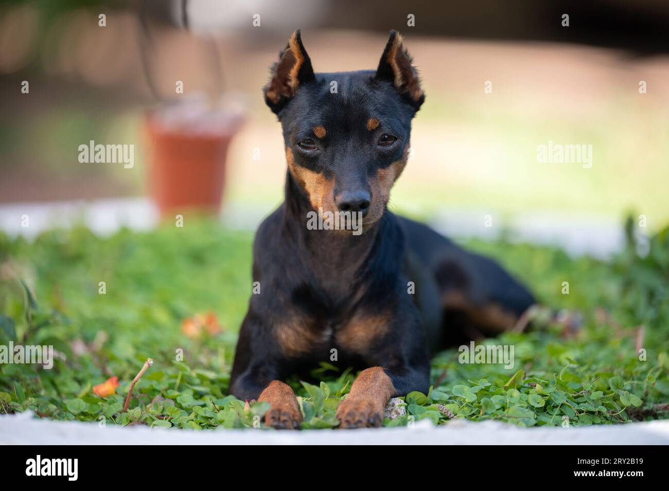 Ritratto del cane da pincher doberman con orecchie tagliate Foto Stock