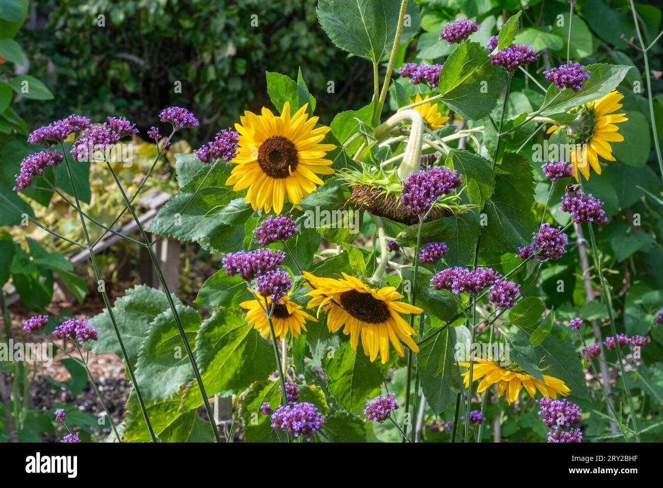 Girasoli e fiori di vervano (Verbena bonariensis) in un giardino faunistico, attraente per api e farfalle, Inghilterra, Regno Unito Foto Stock