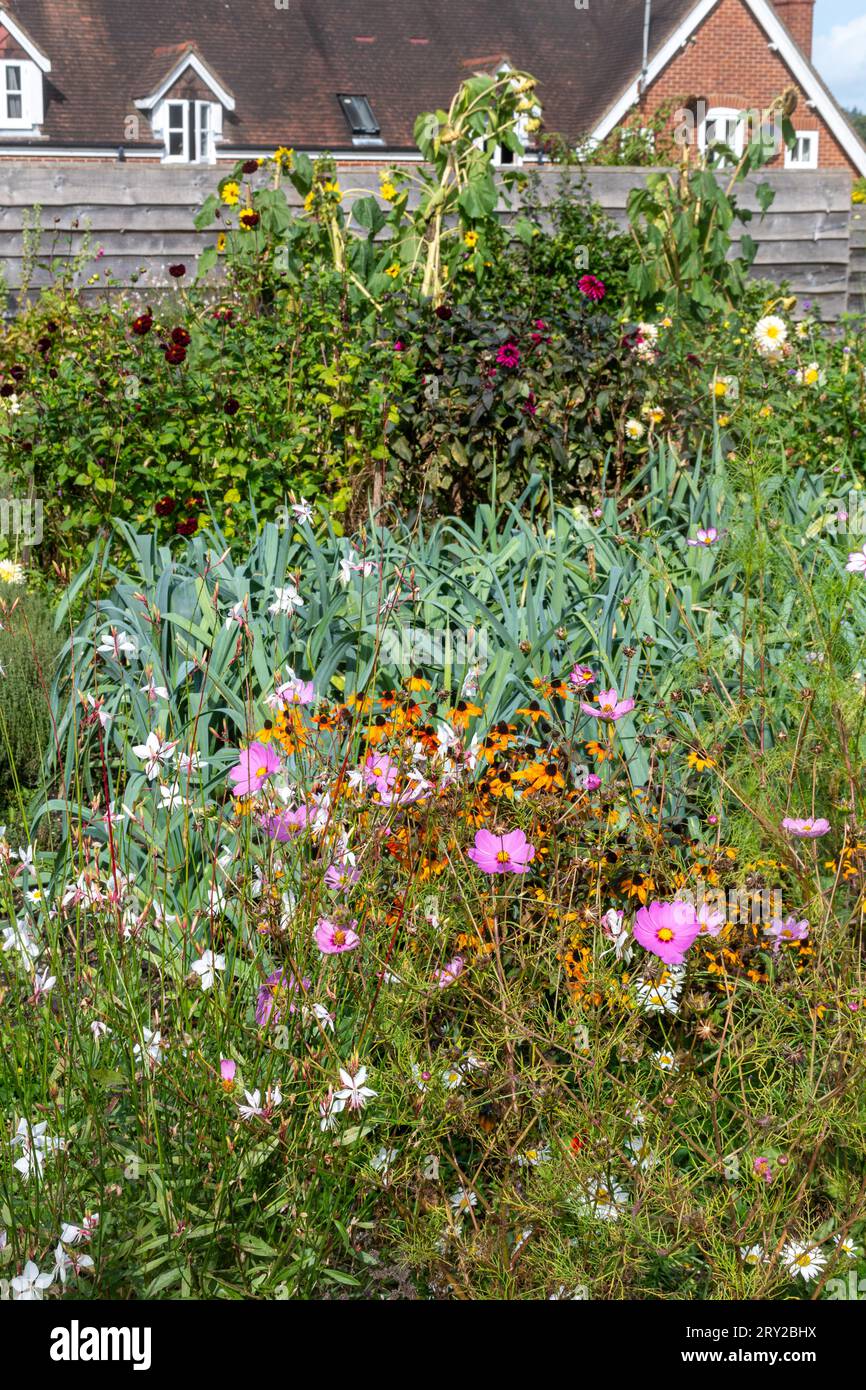 Vista del giardino della comunità Patrick's Patch a Beaulieu, Hampshire, Inghilterra, Regno Unito, con una varietà di fiori in fiore durante il mese di settembre Foto Stock
