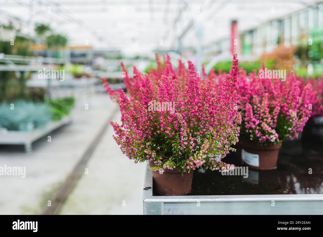 Bellissime piante di fiori di erica rosa, simbolo della fioritura, dall'aroma erbaceo che crescono in vasi rossi di una spaziosa serra sfocata alla luce del giorno Foto Stock