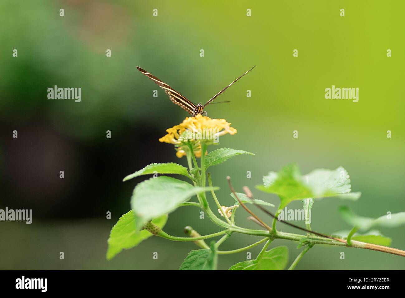 Vista frontale di una farfalla colorata con un fiore giallo seduto su uno sfondo sfocato nella natura Foto Stock