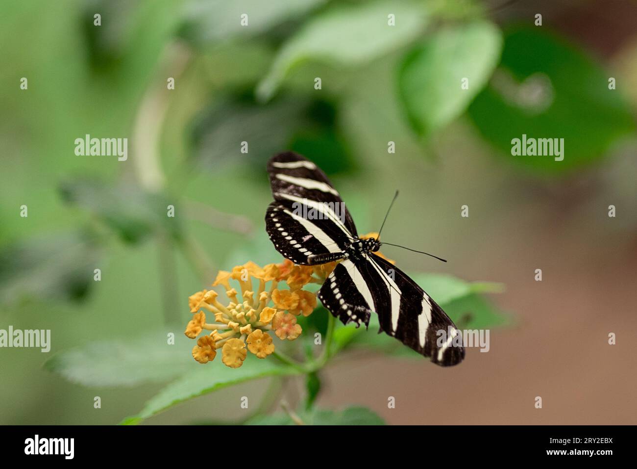 Alto angolo di farfalla bianca e marrone con fiori gialli su sfondo sfocato Foto Stock