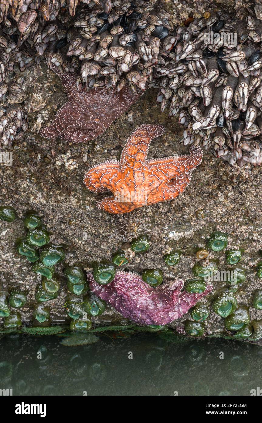 La bassa marea espone una varietà di vita marina, tra cui stelle marine, anemoni verdi giganti e barnaccoli d'oca; Ruby Beach, Olympic National Park, Washington C. Foto Stock