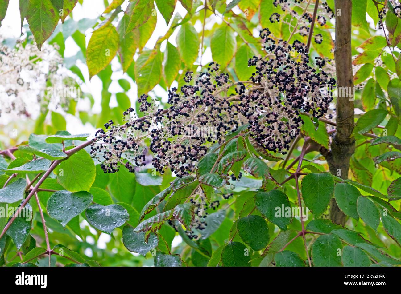 Giapponese Aralia elata all'Horniman Museum Garden in autunno Londra Inghilterra Regno Unito KATHY DEWITT Foto Stock