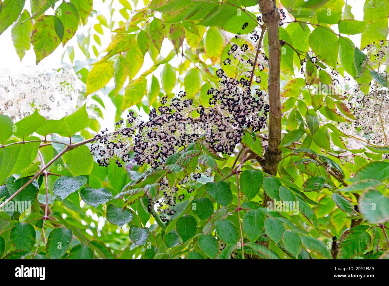 Giapponese Aralia elata all'Horniman Museum Garden in autunno Londra Inghilterra Regno Unito KATHY DEWITT Foto Stock